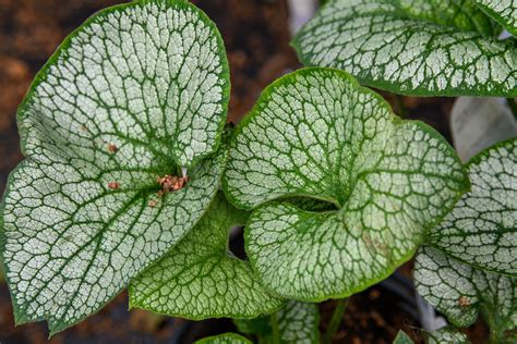 Brunnera macrophylla 'Queen of Hearts' – Fieldstone Gardens Inc