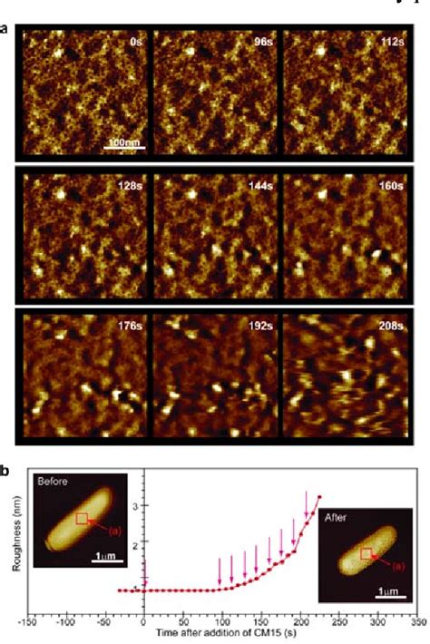 Figure 1 From Time Resolved Nanometer Scale AFM Imaging Of