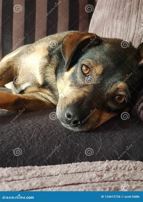 Lazy eyes stock photo. Image of camera, tired, stares - 124615726