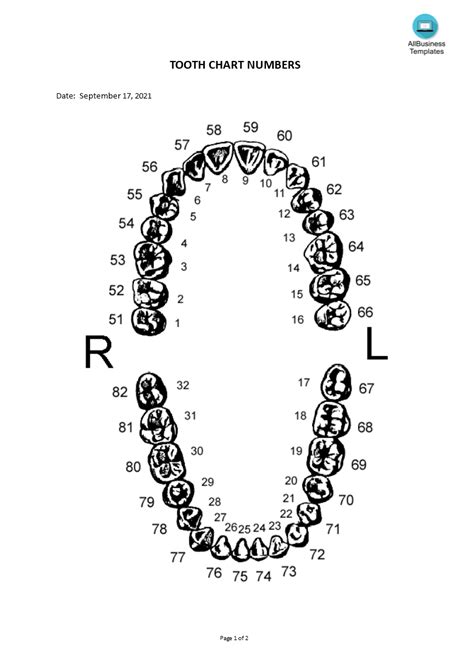 免费 Tooth Chart Numbers | 样本文件在 allbusinesstemplates.com