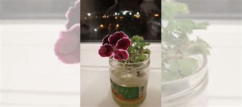 Отдам пеларгонию купить в Тольятти | Товары для дома и дачи | Авито