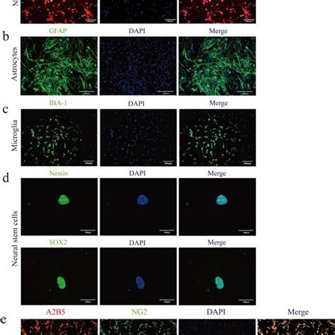 Regulation Of Primary Neurons And Primary Neural Stem Cells By