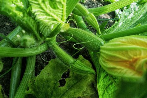 When And How To Harvest Zucchini Gardeners Path