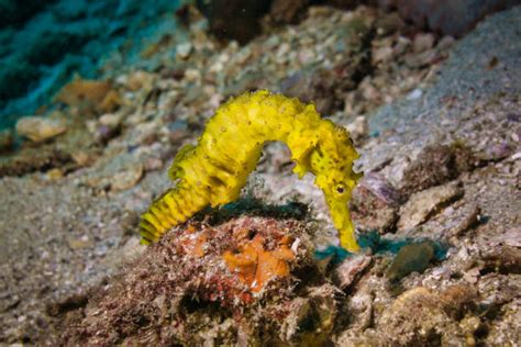 Seahorse Camouflage Stock Photos, Pictures & Royalty-Free Images - iStock