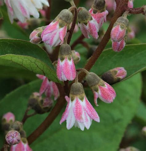 Maiblumenstrauch Codsall Pink Deutzia Scabra Codsall Pink