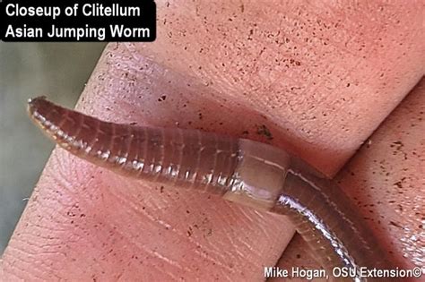 Asian Jumping Worms How To Identify These Destructive Invasive Pests