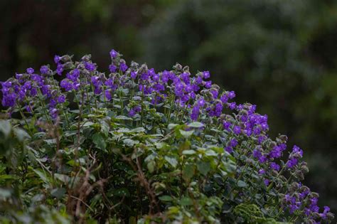 Western Ghats Plants