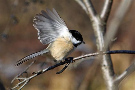 10 Birds To Look For In Canada This Summer Canadian Geographic