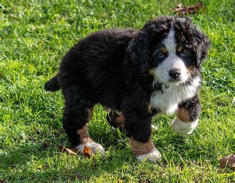 Perro Tendido En La Hierba Foto Premium