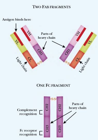 Antibody Structure - Study Solutions