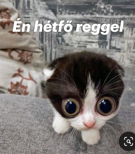 Én hétfő reggel Cat memes Memes Silly pictures