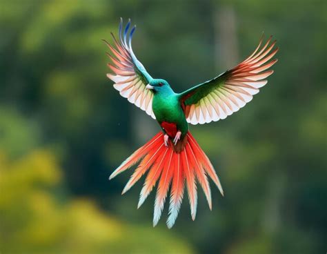 Red Parrot In Rain Macaw Parrot Flying In Dark Green Vegetation