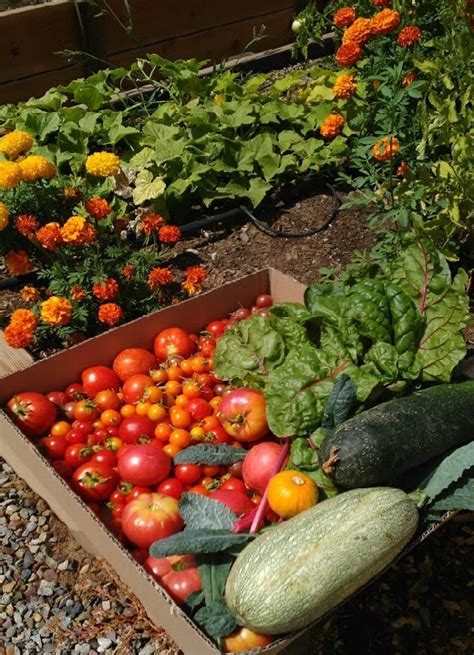 Harvesting And Preserving Your Garden Live Smart Colorado