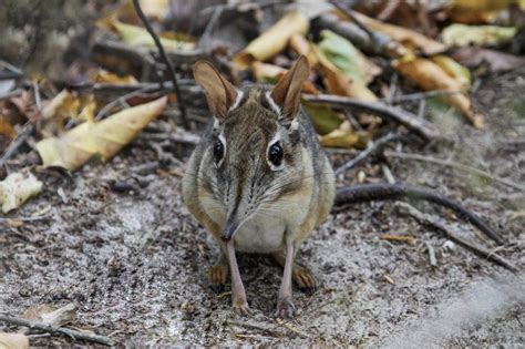 Rarest Animals 30 Photos Of The Rarest Animals On Earth