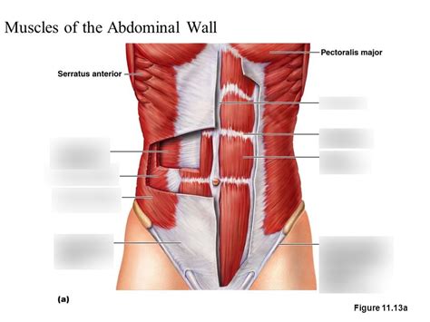 MD1011 Anterolateral Abdominal Wall Diagram Quizlet