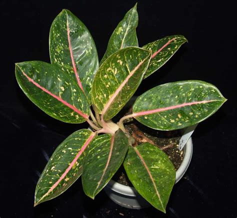 Thai Aglaonema - Aglaonema