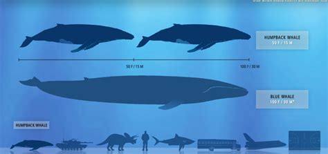 Amazing & Interesting Facts of Blue whale