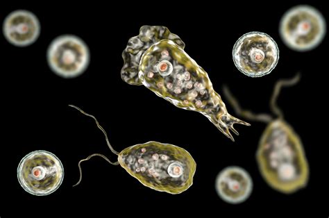 Naegleria Fowleri Life Cycle