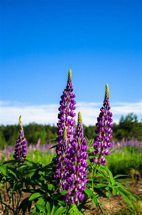 Flores De Lupino Florecientes Un Campo De Lupinos La Luz Solar Brilla