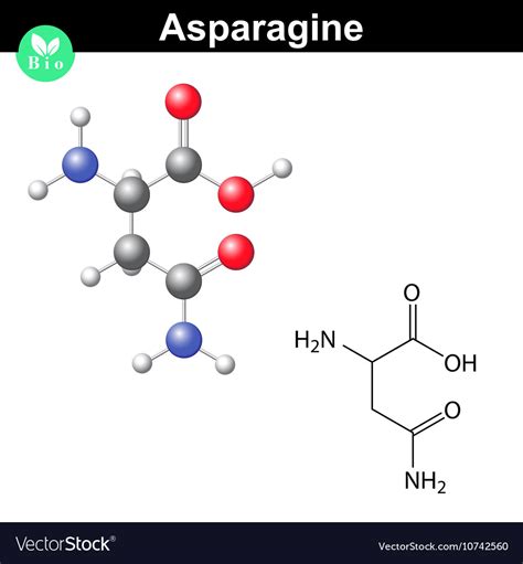 Asparagine Proteinogenic Amino Acid Royalty Free Vector