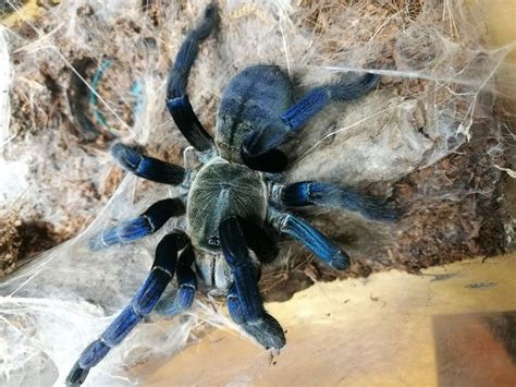 Cobalt Blue Tarantula: Facts, Care & Feeding Guide