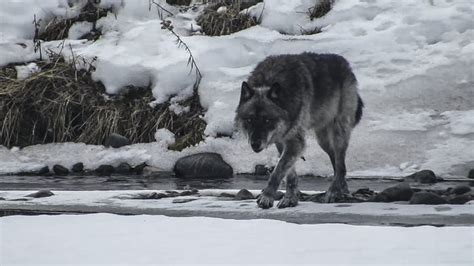 Yellowstone Winter Tours | Yellowstone Wild Tours