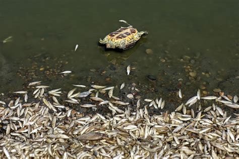 Hallan Miles De Peces Muertos A Orillas De Un R O En Irak V Ctimas De