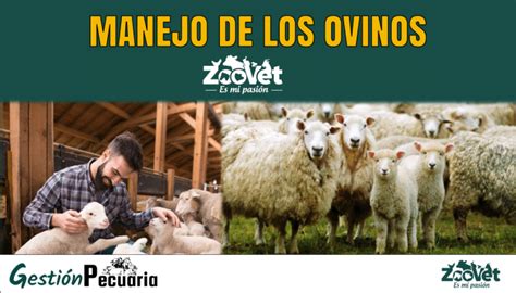 Manejo de los Ovinos Zootecnia y Veterinaria es mi Pasión