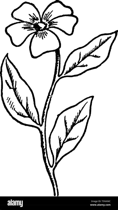 Flower Stem Drawing