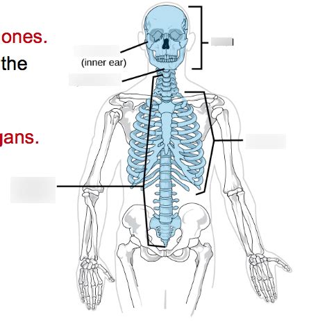 Axial Skeleton Diagram Quizlet