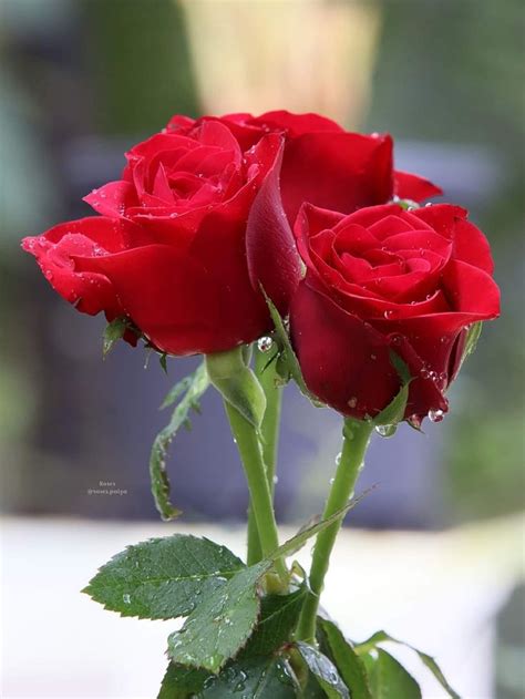 Pin By Oleh Antonyak On Good Morning Flowers Rose Beautiful