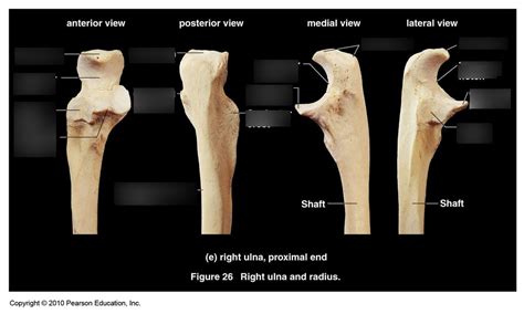 Anatomy And Physiology Chapter 7 Ulna And Radius Diagram Quizlet