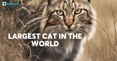 Largest Cat In The World List Of Worlds 10 Biggest Cat Species