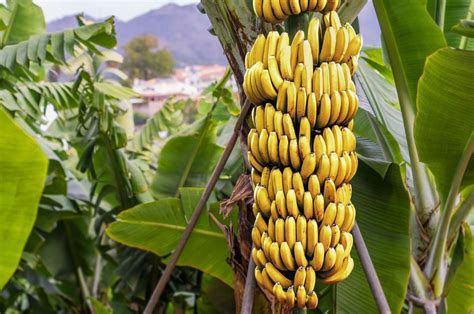 Cara Menanam Dan Merawat Pohon Pisang Agar Cepat Berbuah Lebat