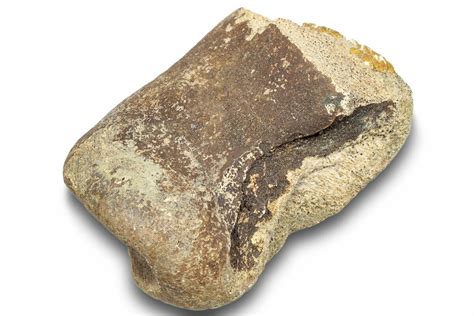 2.6" Fossil Dinosaur Phalanx (Toe) Bone - Montana (#246231) For Sale - FossilEra.com