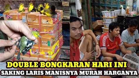 LARIS MANIS HARGANYA MURAH CEK HARGA BURUNG DI PASAR BURUNG PRAMUKA