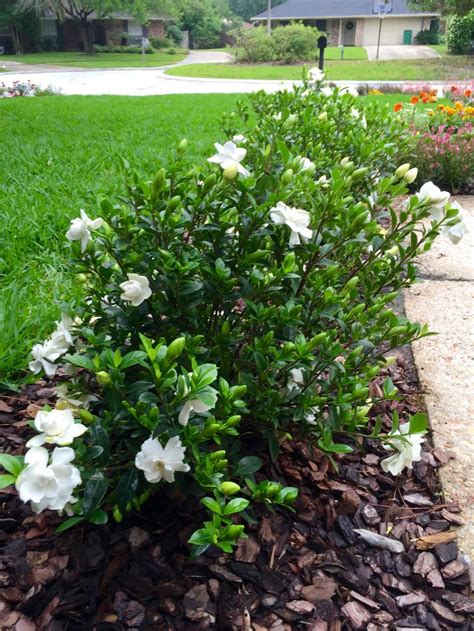 Jubilation Gardenia | Small garden landscape, Front garden landscape ...