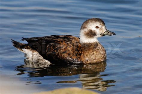 Long-tailed Duck,Clangula hyemalis,looking,beautiful,female | Stock ...