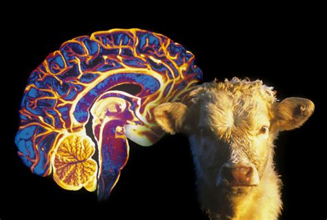 Is Mad Cow Disease Making A Comeback Swi Swissinfo Ch