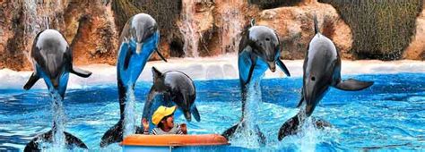 Loro Parque, Meet The Penguins & Other Animals