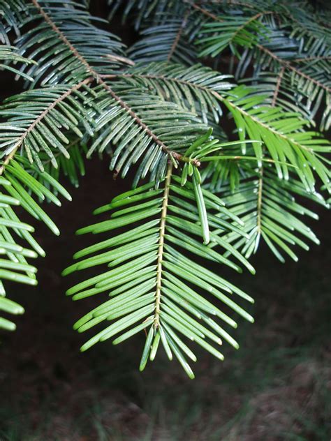 Meet 12 Species of Fir Trees