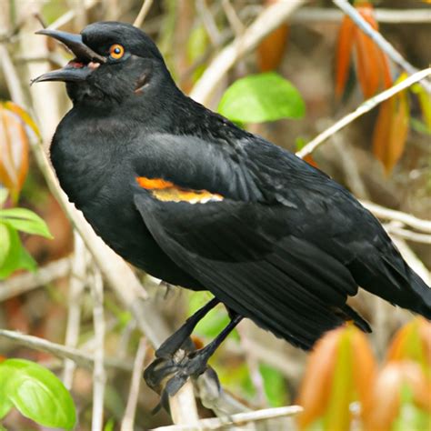 Identifying The 14 Species Of Blackbirds In New Jersey Nature Blog Network