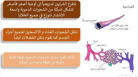 الاوعية الدمويةأحياء الصف العاشرقناة المعلم المبدع Youtube