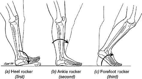 Gait Cycle Foot