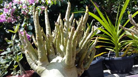 Adenium Arabicum Youtube