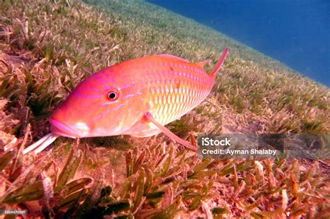 Red Sea Fish Stock Photo - Download Image Now - Animals In The Wild ...