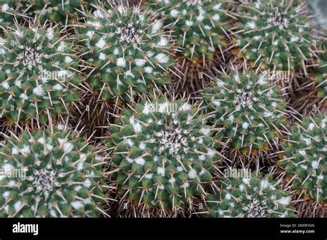 Cluster Of Cacti In Latin Called Mammillaria Magnimamma Photographed As