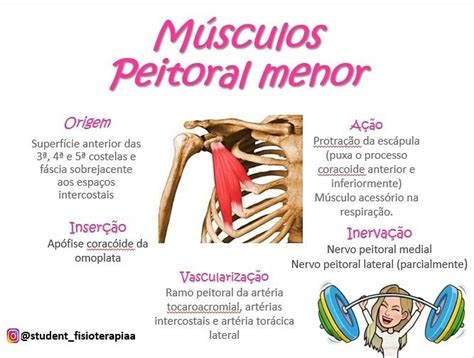 Anatomia Muscular Musculo Peitoral Peitoral Menor M Sculo