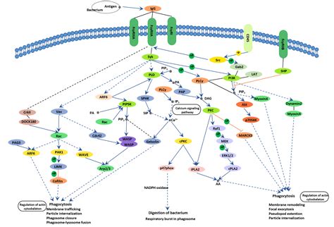 The Overview Of Fc Receptors Classification Related Signaling