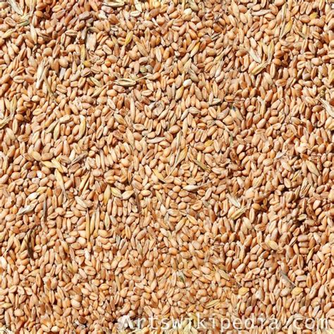 Free Seamless Wheat Texture